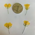 120 petites fleurs séchées pressées pour résine et bijoux – 6