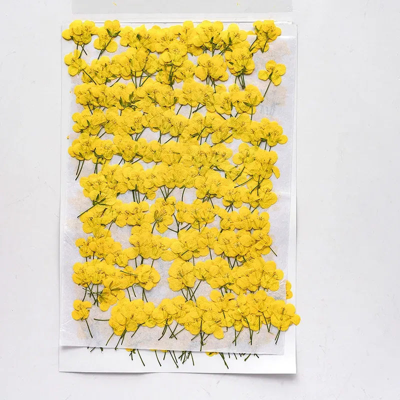 120 petites fleurs séchées pressées pour résine et bijoux