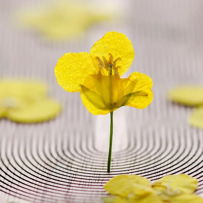 120 petites fleurs séchées pressées pour résine et bijoux