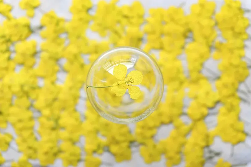 120 petites fleurs séchées pressées pour résine et bijoux