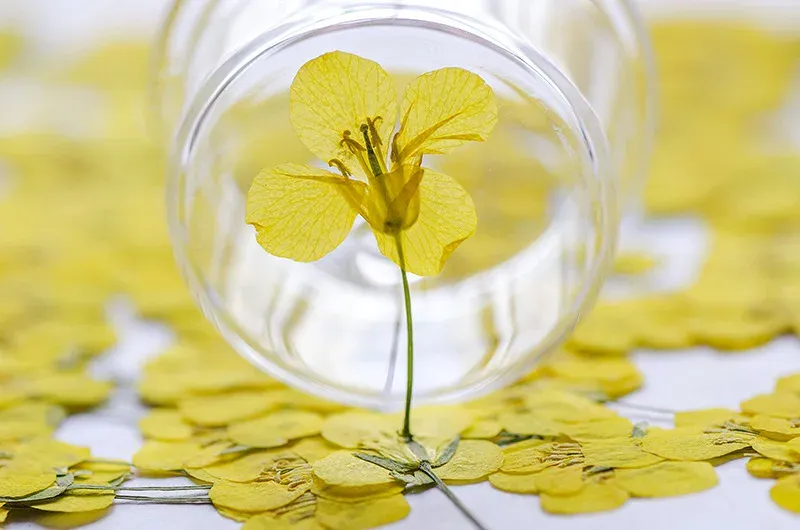120 petites fleurs séchées pressées pour résine et bijoux
