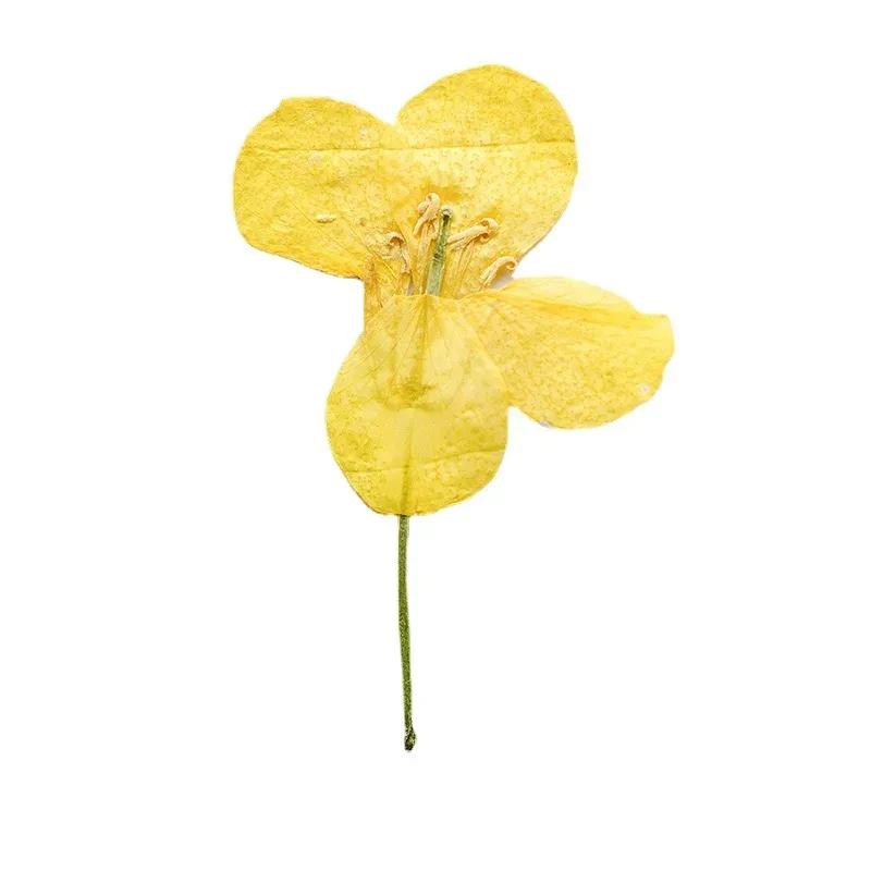 120 petites fleurs séchées pressées pour résine et bijoux