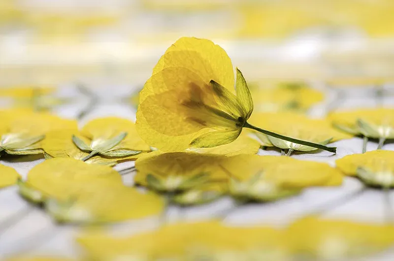 120 petites fleurs séchées pressées pour résine et bijoux