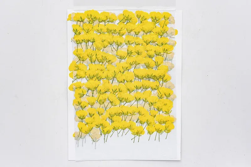 120 petites fleurs séchées pressées pour résine et bijoux