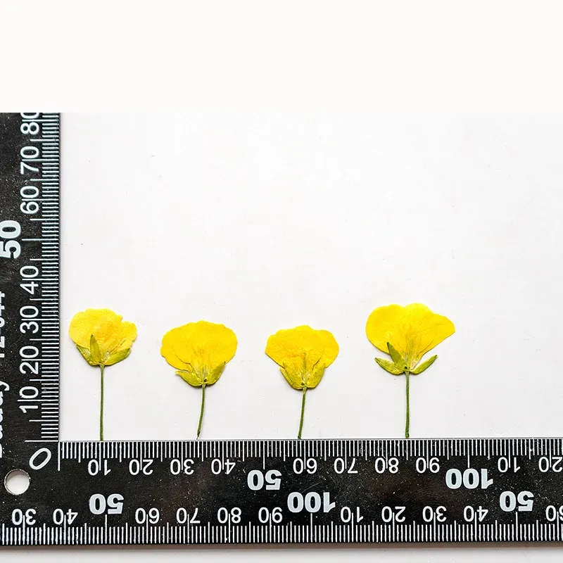 120 petites fleurs séchées pressées pour résine et bijoux