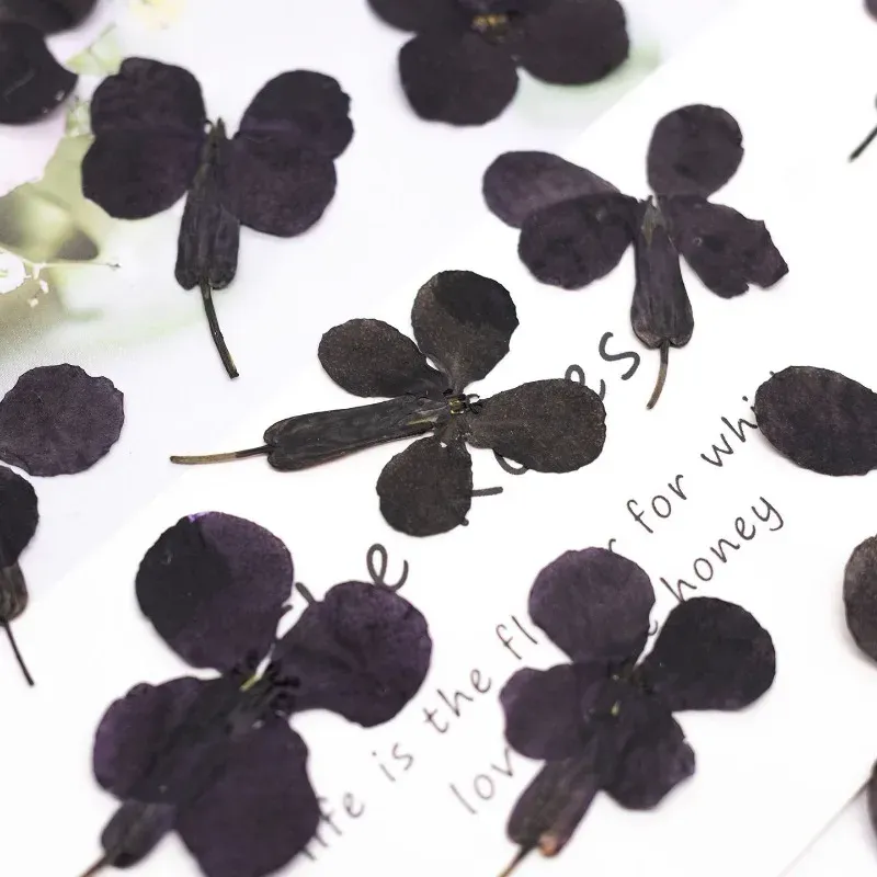 24 fleurs séchées noires pour résine et marque-pages