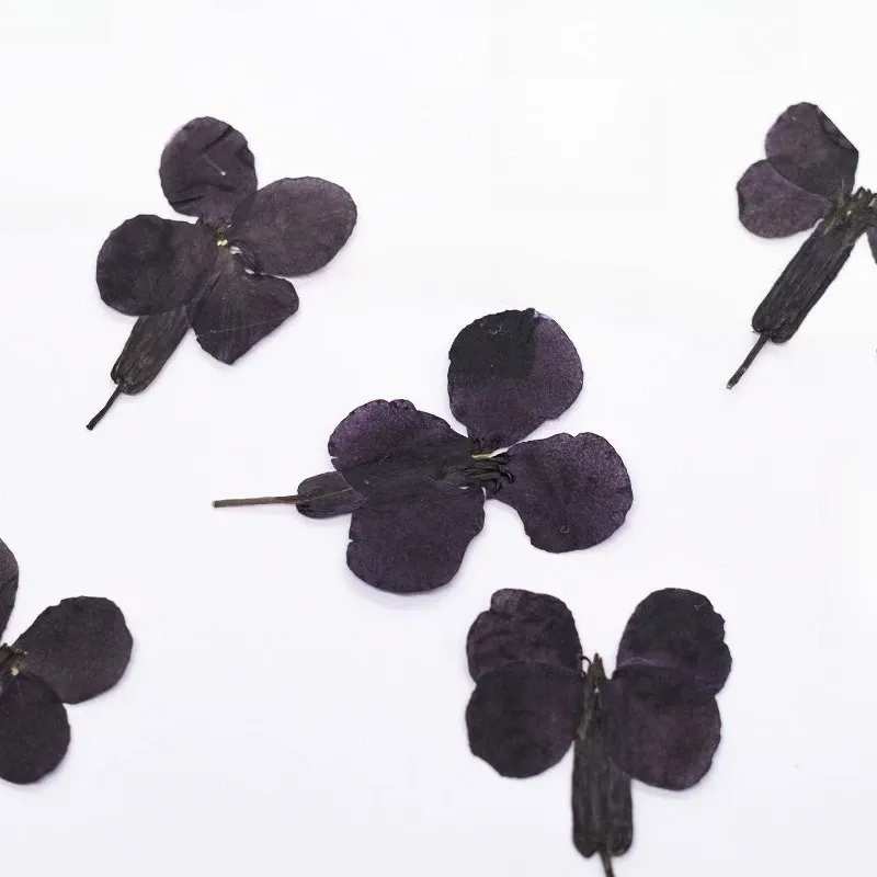 24 fleurs séchées noires pour résine et marque-pages