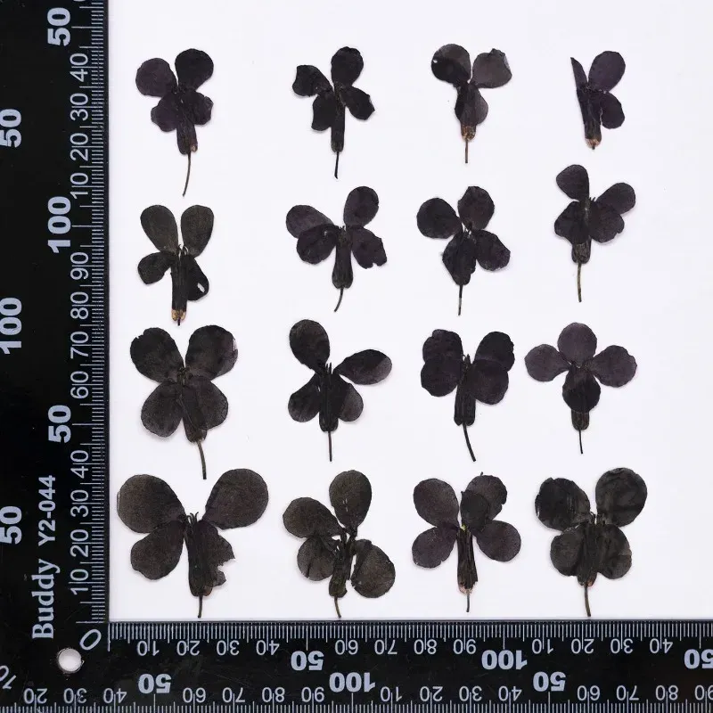 24 fleurs séchées noires pour résine et marque-pages