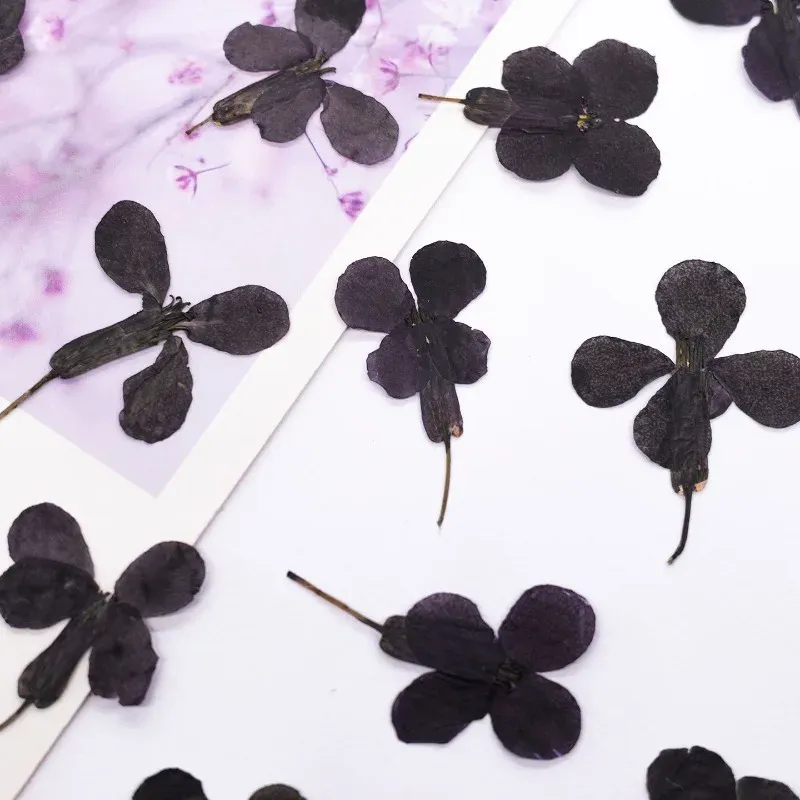 24 fleurs séchées noires pour résine et marque-pages