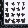 24 fleurs séchées noires pour résine et marque-pages – Couleur dyed black