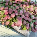 40 fleurs séchées pressées pour résine et marque-pages – 2