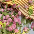 40 fleurs séchées pressées pour résine et marque-pages – 5
