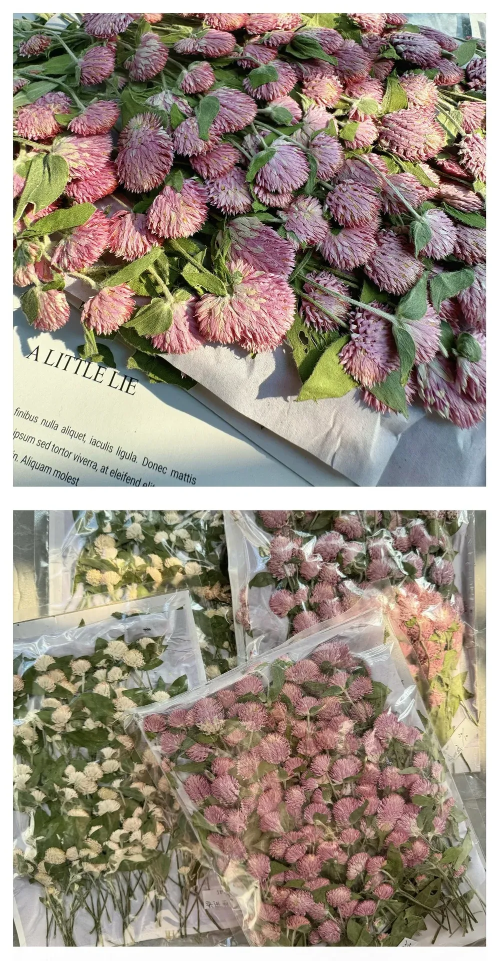 40 fleurs séchées pressées pour résine et marque-pages