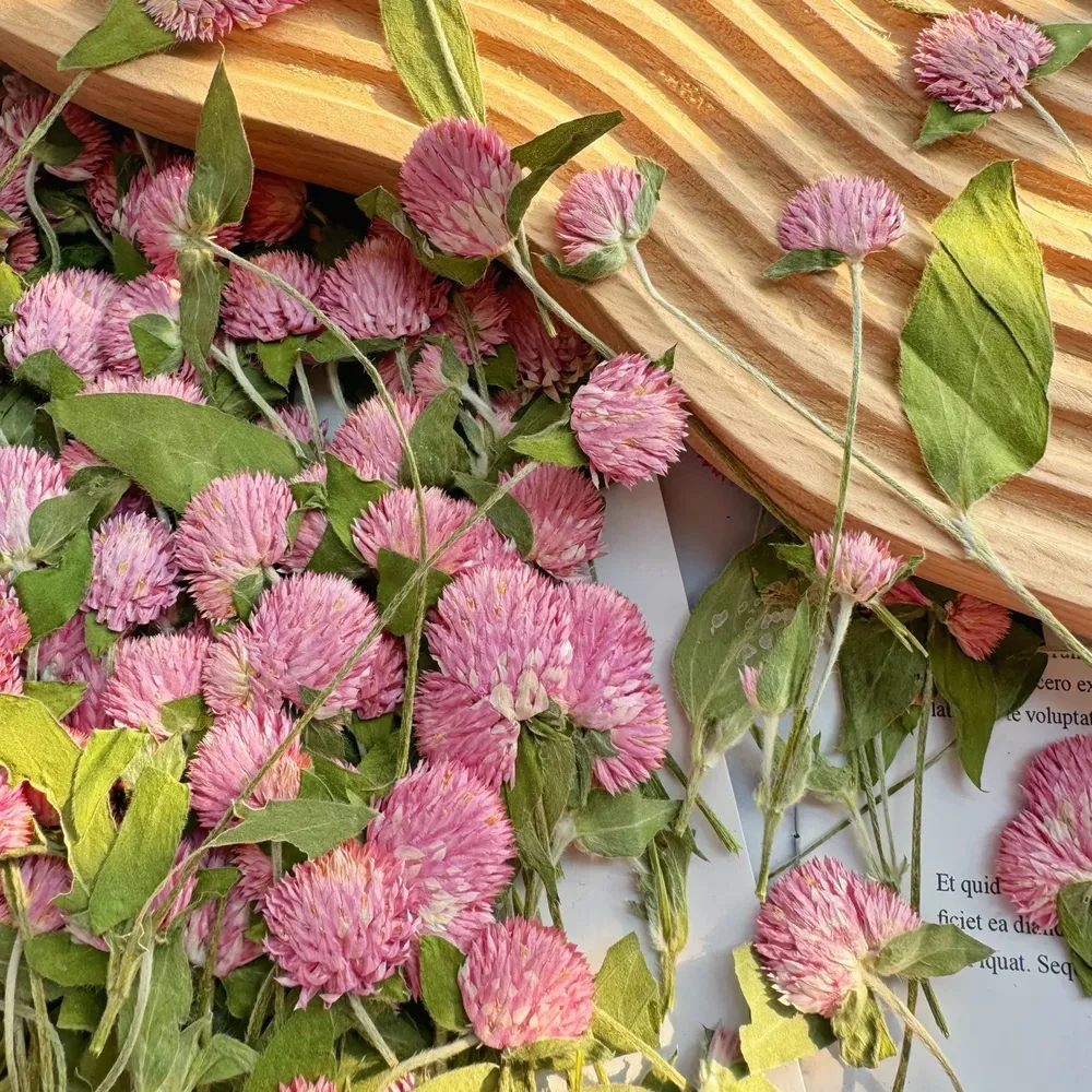 40 fleurs séchées pressées pour résine et marque-pages