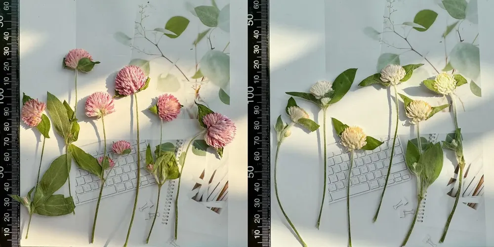 40 fleurs séchées pressées pour résine et marque-pages