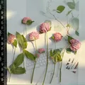 40 fleurs séchées pressées pour résine et marque-pages – Couleur Pink