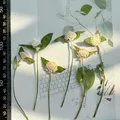 40 fleurs séchées pressées pour résine et marque-pages – Couleur White