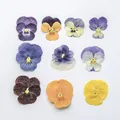 5 paquets fleurs de bleuet pressées pour résine et maquillage – 2