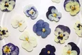 5 paquets fleurs de bleuet pressées pour résine et maquillage – 3