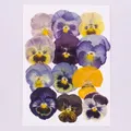 5 paquets fleurs de bleuet pressées pour résine et maquillage – Couleur Goldfish Princess