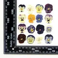 5 paquets fleurs de bleuet pressées pour résine et maquillage – Couleur Color Blending
