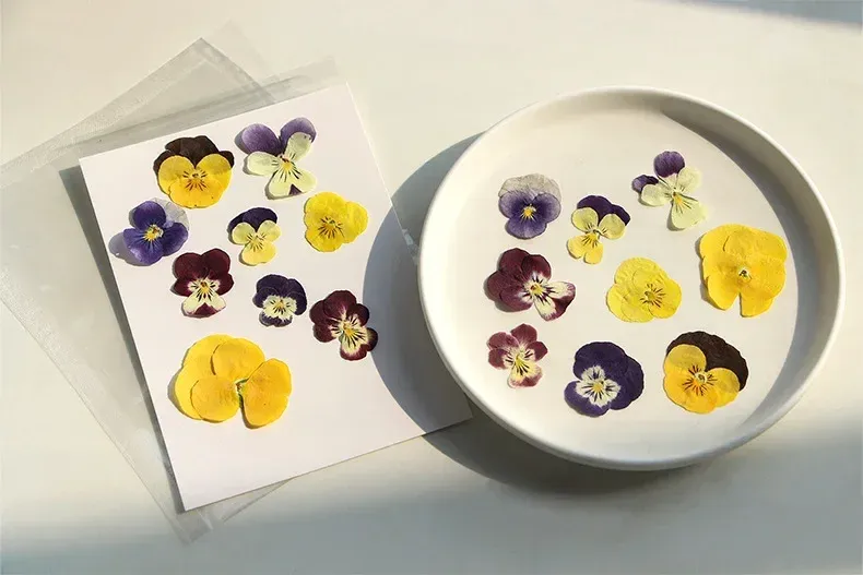 5 paquets fleurs de bleuet pressées pour résine et maquillage