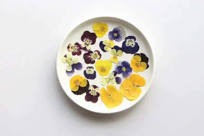 5 paquets fleurs de bleuet pressées pour résine et maquillage