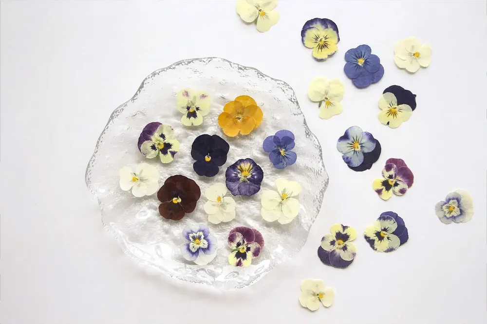 5 paquets fleurs de bleuet pressées pour résine et maquillage