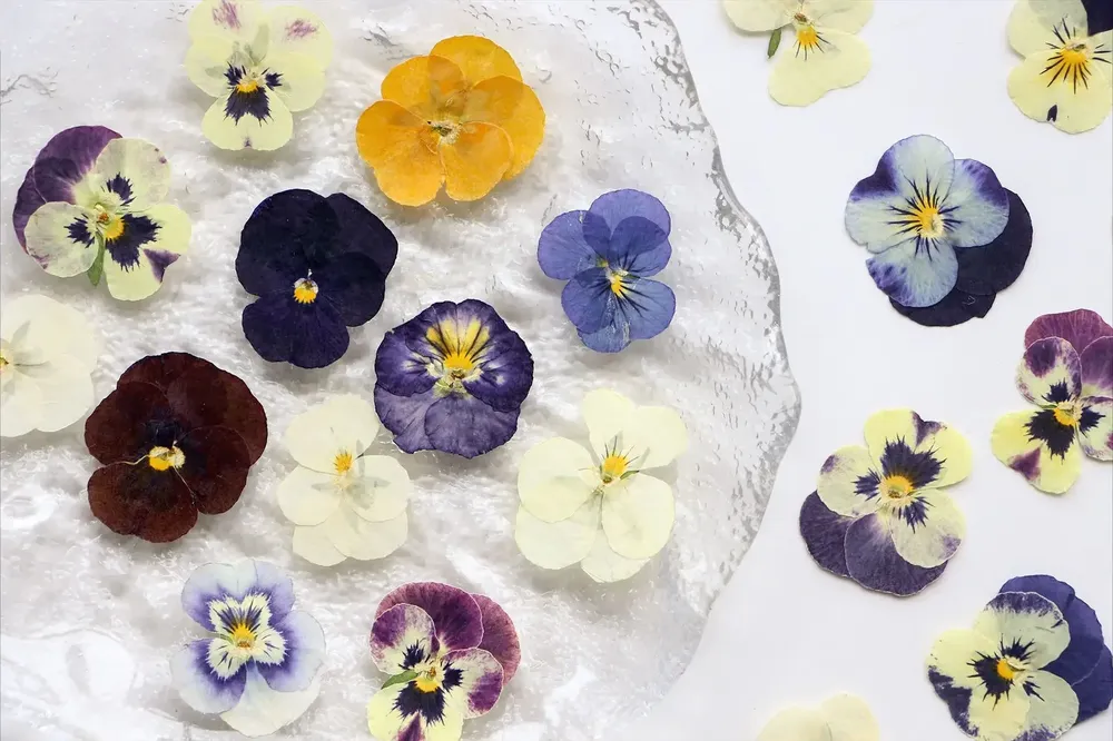 5 paquets fleurs de bleuet pressées pour résine et maquillage