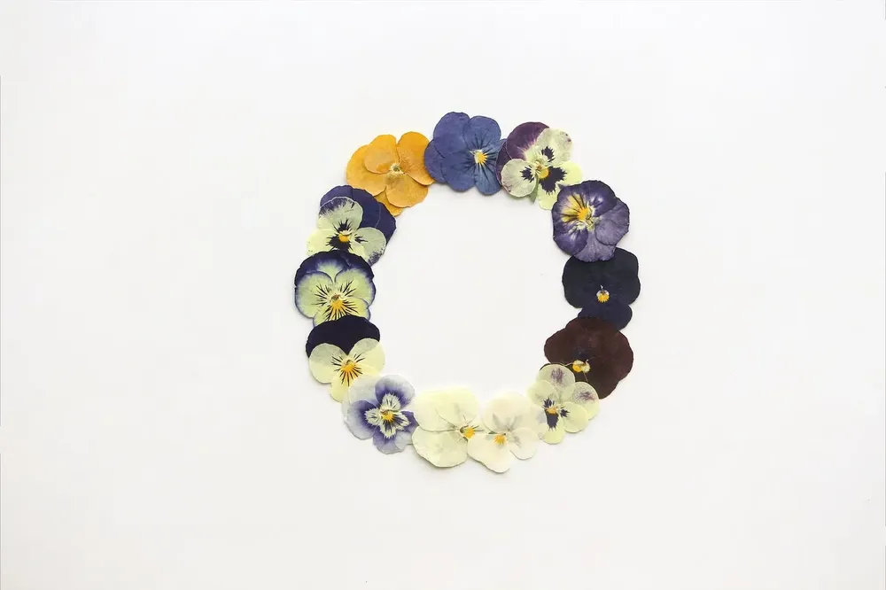 5 paquets fleurs de bleuet pressées pour résine et maquillage