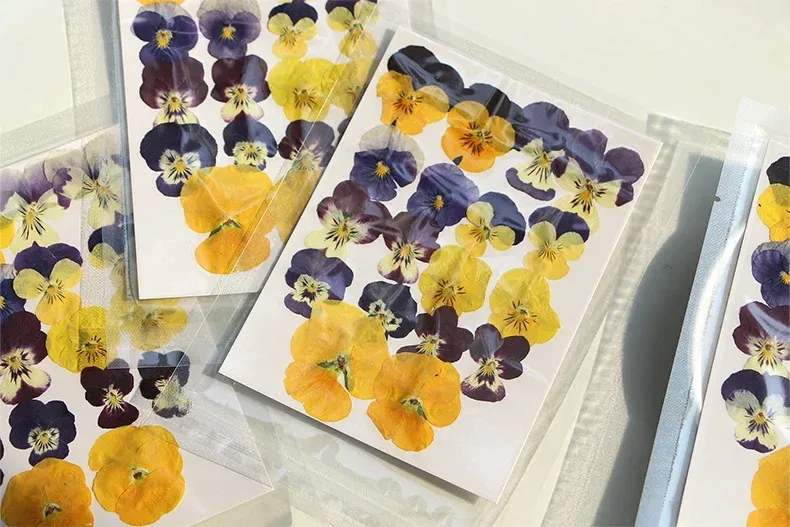 5 paquets fleurs de bleuet pressées pour résine et maquillage