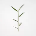60 feuilles et fleurs séchées pressées pour résine – 3