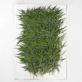 60 feuilles et fleurs séchées pressées pour résine – 4