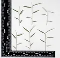 60 feuilles et fleurs séchées pressées pour résine – 5