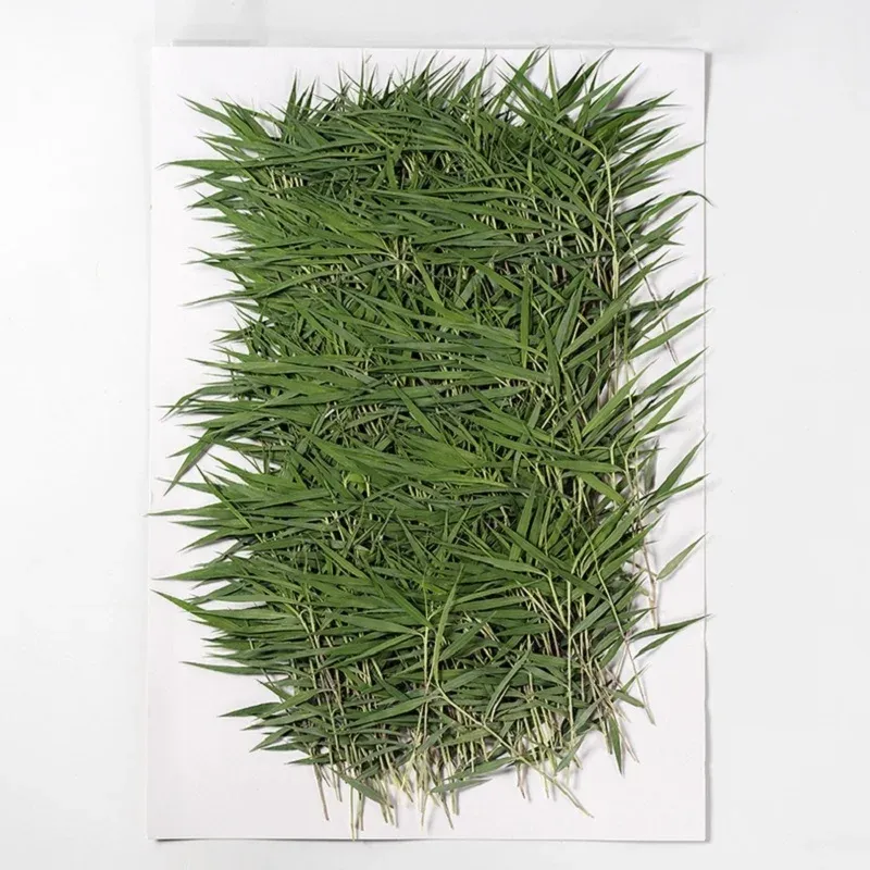 60 feuilles et fleurs séchées pressées pour résine