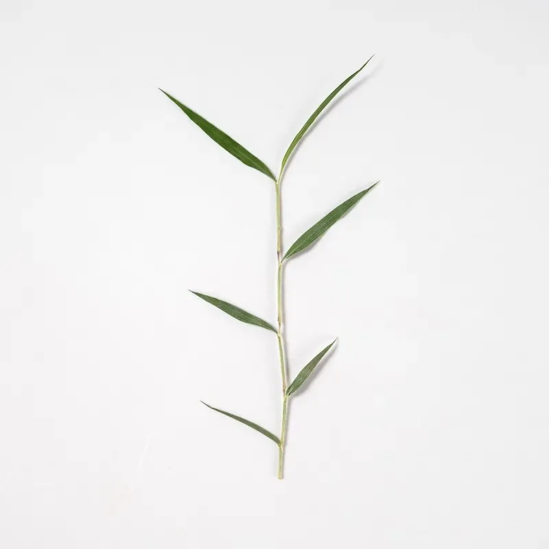 60 feuilles et fleurs séchées pressées pour résine