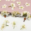 60 fleurs de cerisier blanches séchées pour résine – 2