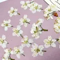 60 fleurs de cerisier blanches séchées pour résine – 3