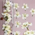 60 fleurs de cerisier blanches séchées pour résine – 4