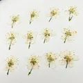 60 fleurs de cerisier blanches séchées pour résine – 6