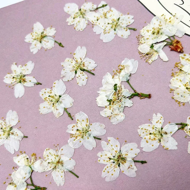 60 fleurs de cerisier blanches séchées pour résine