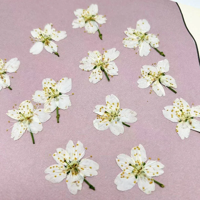 60 fleurs de cerisier blanches séchées pour résine