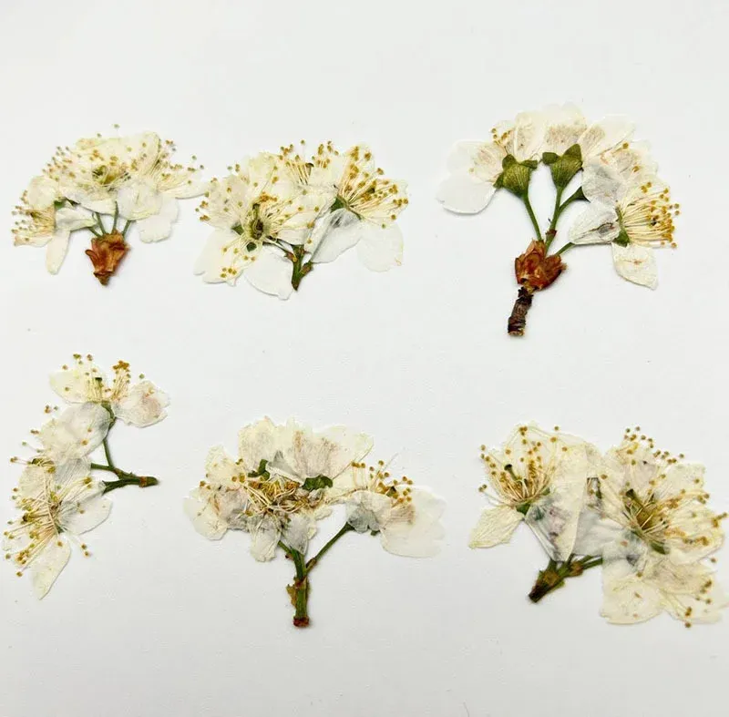 60 fleurs de cerisier blanches séchées pour résine