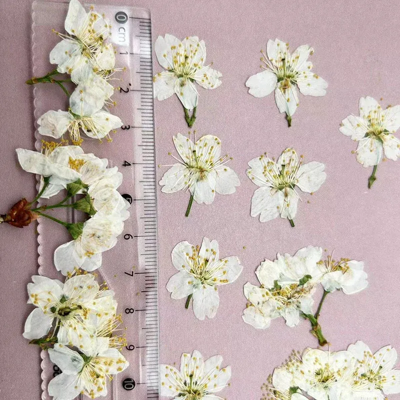 60 fleurs de cerisier blanches séchées pour résine