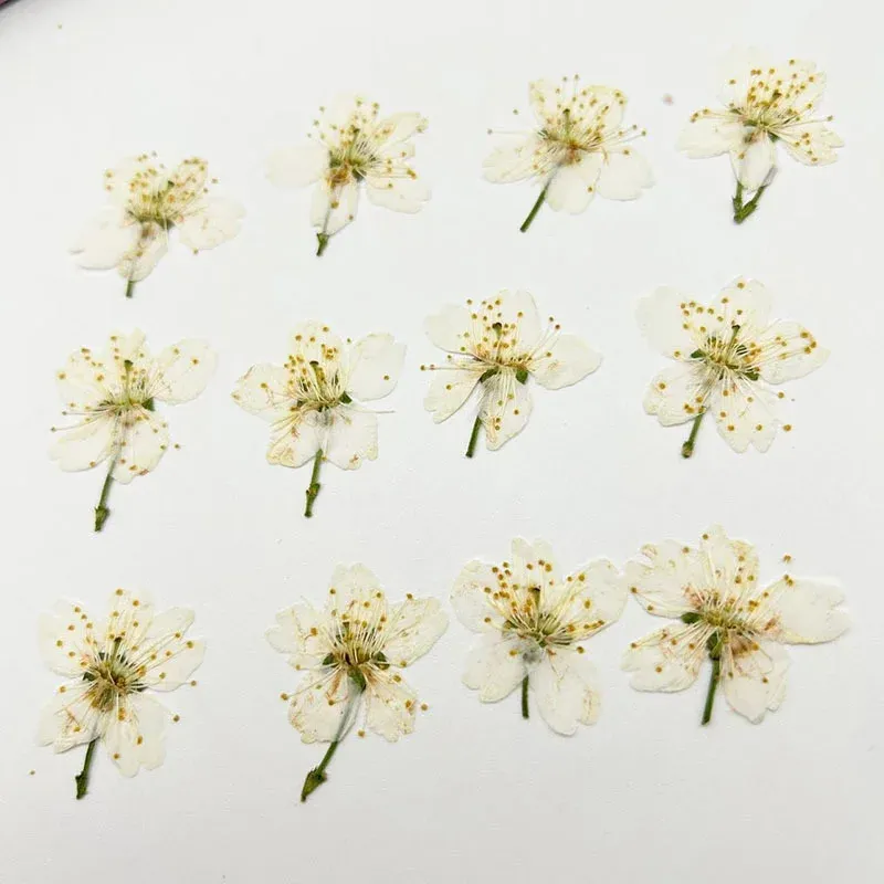 60 fleurs de cerisier blanches séchées pour résine