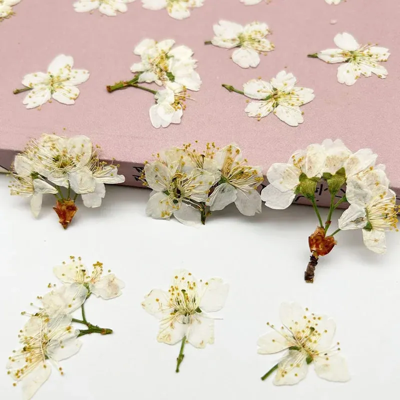 60 fleurs de cerisier blanches séchées pour résine