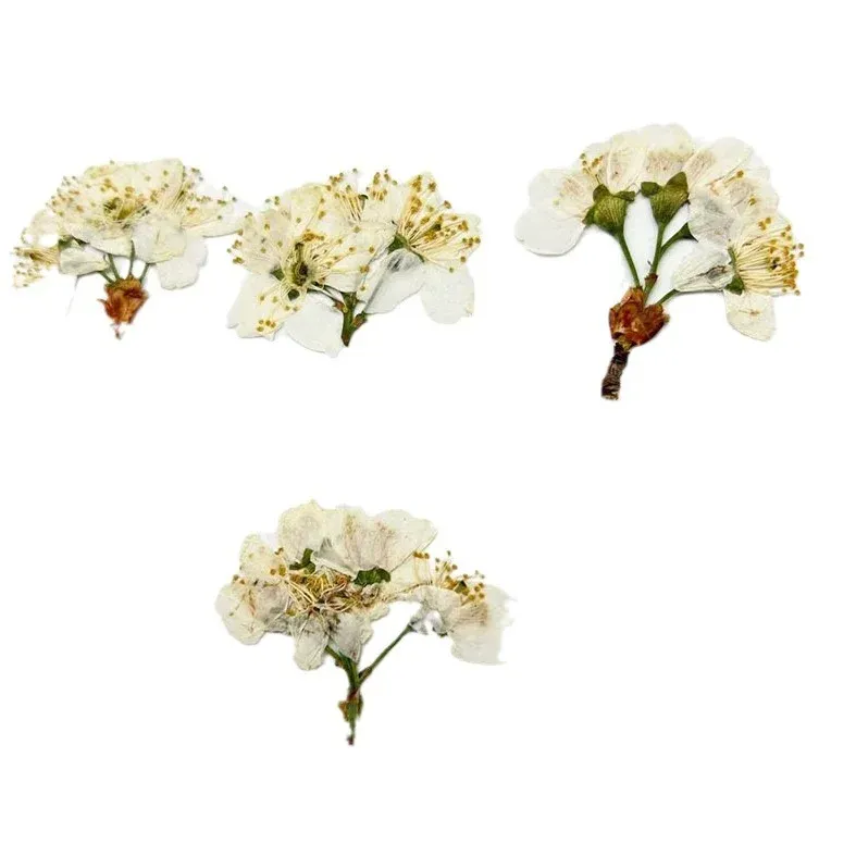 60 fleurs de cerisier blanches séchées pour résine