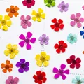 96 mini fleurs séchées pressées 1,5 cm pour résine – 6