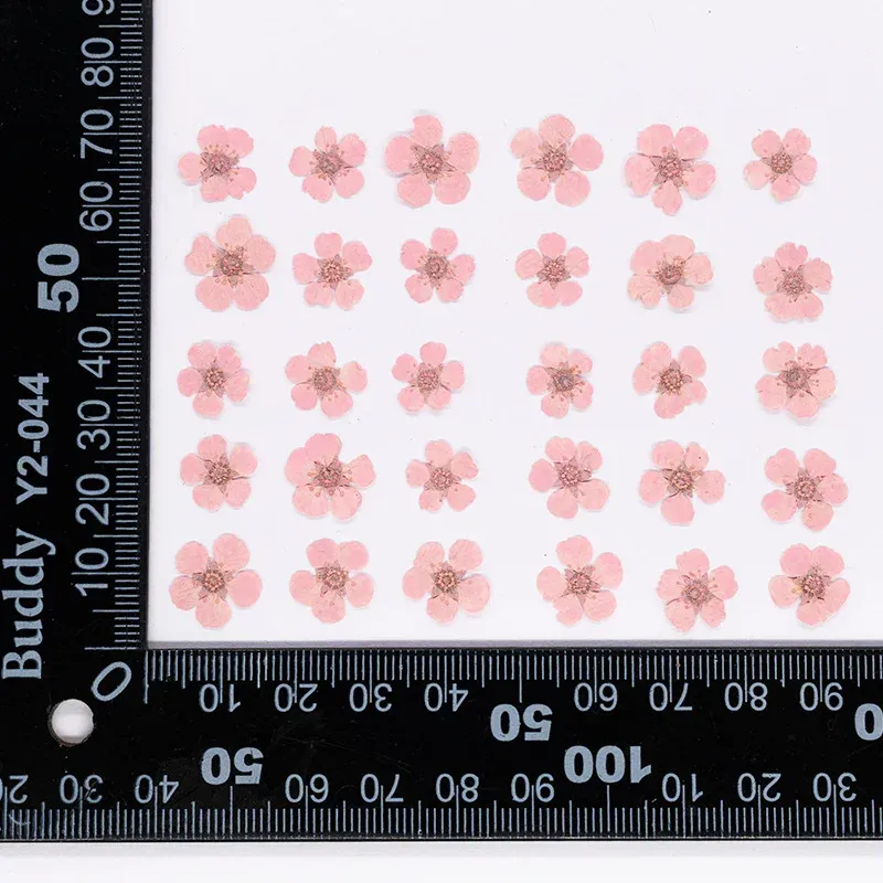 96 mini fleurs séchées pressées 1,5 cm pour résine