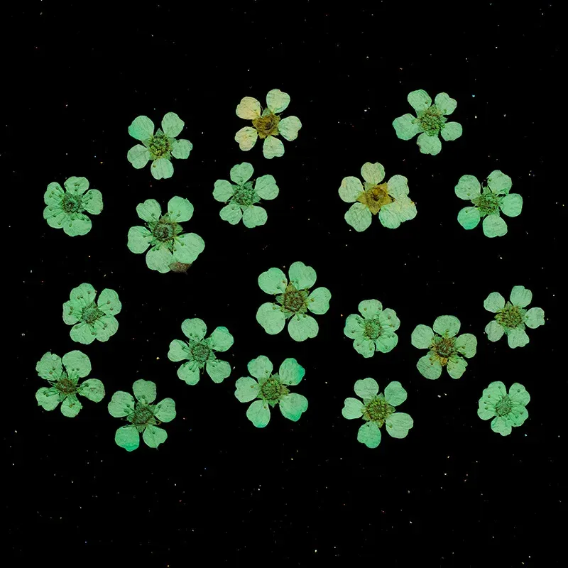 96 mini fleurs séchées pressées 1,5 cm pour résine